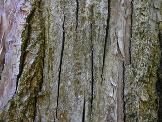 tree texture