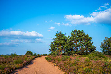 path in the heath