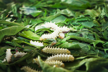Eri silk worms ( Samia ricini )