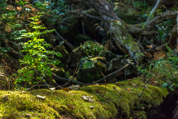 紅葉に燃える知床五湖