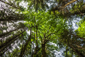 Spruce forest under cloudy blue sky bottom view.Day in a pine forest. The rays of the sun on the trees. bottom view
