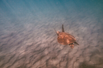 Rear View of Sea Turtle Swimming Underwater.Wildlife Concept.Copy Space