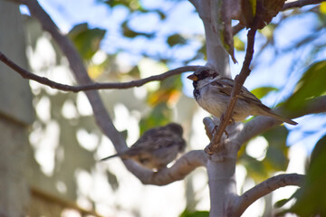 Fototapeta premium Sparrow Asian Bird On fruit tree outdoors wildlife animal plant leaf wallpaper