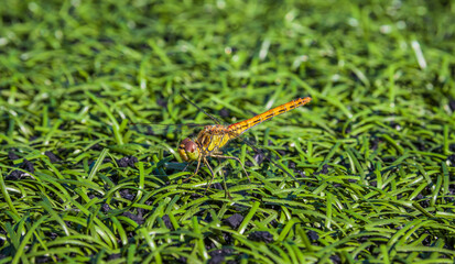 A dragonfly sits on artificial grass on a soccer field? An football field with a dragonfly