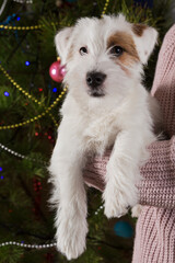 cute white puppy, with a brown spot on the eye, sitting on his hands, against the background of a christmas tree
