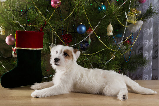 White Puppy Jack Russell Lies Near A Christmas Sock With Gifts, Against The Background Of A Christmas Tree