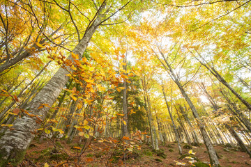 foliage inside an Italian forest at fall