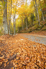 foliage inside an Italian forest at fall long a secondary street