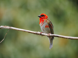 Red bird from Mauritius perching on tree branch in front of green background - Foudia Madagascariensis