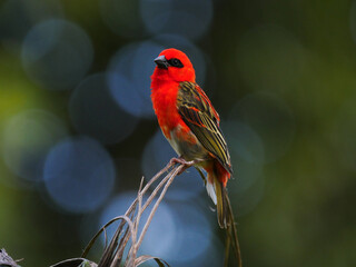 Two tone red bird from Mauritius - Foudia Madagascariensis