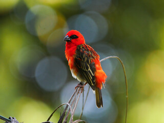 Red Fody bird from Mauritius - foudia madagascariensis