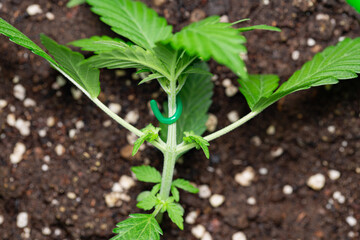 Grow Bigger Nugs Using Low Stress Training (LST) for Autoflowers, Strain Cannabis Seedlings 25 Days