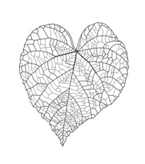 Linear graphic picture linden leaf with veins in the shape of a heart isolated on a white background. Vector illustration. Element for design in line art style.