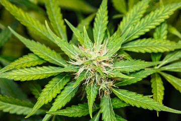 Cannabis marijuana flowering indoor plant. Medical Cannabis Marijuana at the beginning of flowering. Mainstreaming alternative and complementary medicine