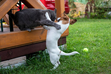 cute jack russell terrier puppy playing with a gray cat on the patio outside