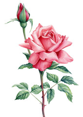 Rose on isolated white background, watercolor illustration, beautiful flower