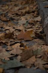 Closeup of autumn yellow fallen maple leafs on the cobblestone pavement road in grey cloudy day. Autumn in the city. Melancholy, apathy, depression mood.