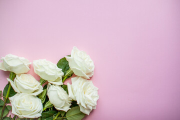 Layout of delicate white roses on a pink background. High quality photo