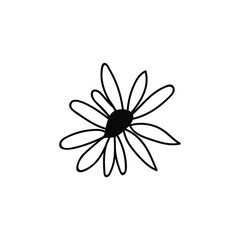 One Vector Botanical Illustration Chamomile with black line on white background. Floral, Summer hand drawn doodle style picture. Designs for packaging, social media, web, cards, posters, invitations.