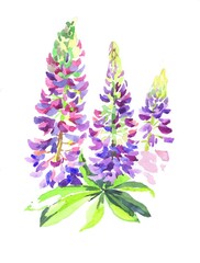 Violet wildflowers watercolor isolated on white background illustration for all prints.