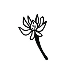 One Vector Botanical Illustration Chamomile with black line on white background. Floral, Summer hand drawn doodle style picture. Designs for packaging, social media, web, cards, posters, invitations.