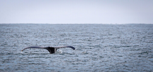 Fototapeta premium Humpback whale on Iceland