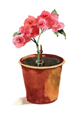 Flowers in the pot watercolor isolated on white background illustration