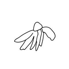 One Vector Botanical Illustration Chamomile with black line on white background. Floral, Summer hand drawn doodle style picture. Designs for packaging, social media, web, cards, posters, invitations.