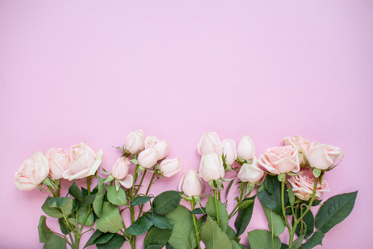 Layout of delicate pink spray roses on a pink background. High quality photo