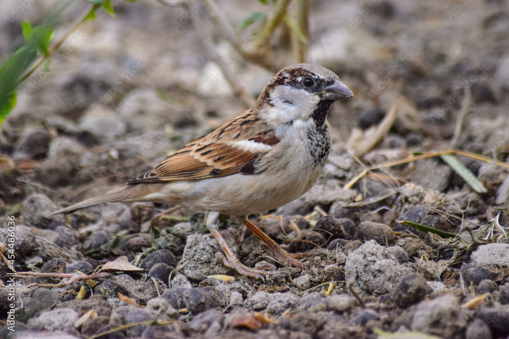 Wall mural Sparrow  on land earth garden  Asian bird wildlife animal outdoors, birdwatching young male songbird finches wallpaper