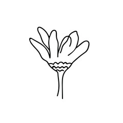 One Vector Botanical Illustration Chamomile with black line on white background. Floral, Summer hand drawn doodle style picture. Designs for packaging, social media, web, cards, posters, invitations.