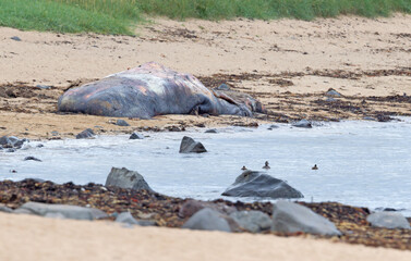 Large dead Sperm Whale washup up on a beach on Iceland