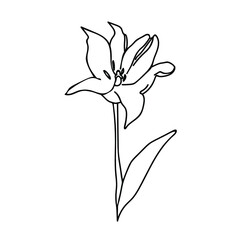 One Vector Botanical Illustration Tulip with black line on white background. Floral, Summer hand drawn doodle style picture. Designs for packaging, social media, web, cards, posters, invitations.