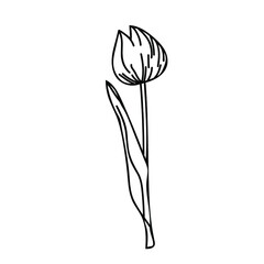 One Vector Botanical Illustration Tulip with black line on white background. Floral, Summer hand drawn doodle style picture. Designs for packaging, social media, web, cards, posters, invitations.