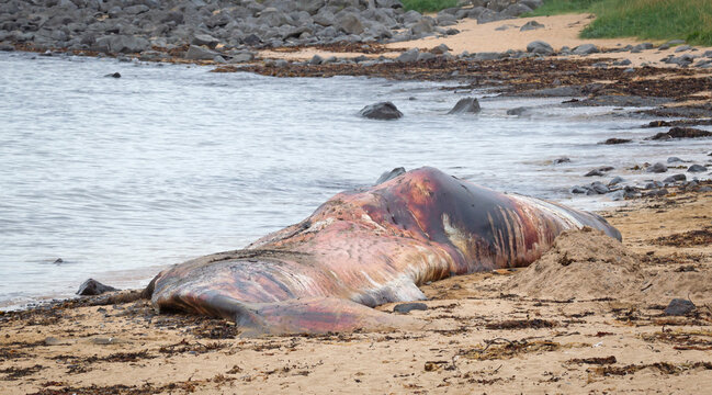 Large dead Sperm Whale washup up on a beach on Iceland