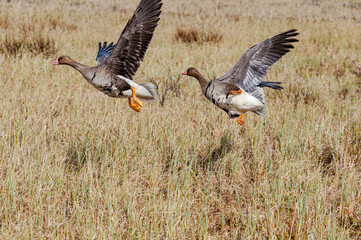Greater White-fronted Geese (Anser albifrons) in Barents Sea coastal area, Russia