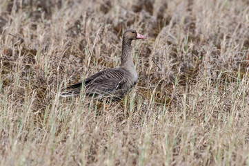 Greater White-fronted Goose (Anser albifrons) in Barents Sea coastal area, Russia