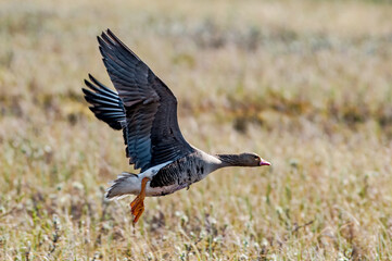 Greater White-fronted Goose (Anser albifrons) in Barents Sea coastal area, Russia