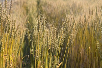Wheat rows 