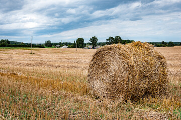 Haystacks harvested on a field in late summer.