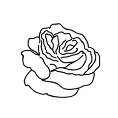 One Vector Botanical Illustration Rose with black line on white background.Floral,Summer hand drawn doodle style picture.Designs for packaging,social media,web,cards, posters,invitations.