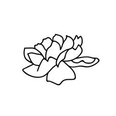 Fototapeta premium One Vector Botanical Illustration Rose with black line on white background.Floral,Summer hand drawn doodle style picture.Designs for packaging,social media,web,cards, posters,invitations.