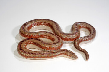 Rosy boa // Rosenboa (Lichanura trivirgata)