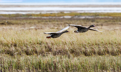 Greater White-fronted Geese (Anser albifrons) in Barents Sea coastal area, Russia
