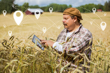 An agronomist checking the location and delivery standing in the middle of a rye field, using tablet computer