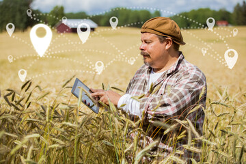 An agronomist checking the location and delivery standing in the middle of a rye field, using...