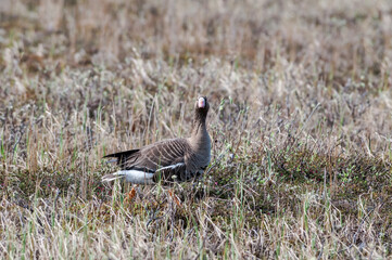 Greater White-fronted Goose (Anser albifrons) in Barents Sea coastal area, Russia