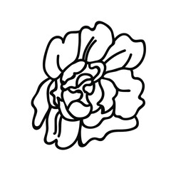 One Vector Botanical Illustration Rose with black line on white background.Floral,Summer hand drawn doodle style picture.Designs for packaging,social media,web,cards, posters,invitations.