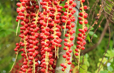 The red betel nut on the betel tree