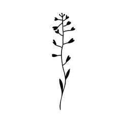 One Vector Botanical Illustration Branch Plant with black line on white background.Floral,Summer hand drawn doodle style picture.Designs for packaging,social media,web,cards, posters,invitations.